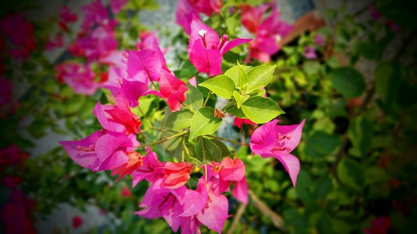 Renouvelez votre salon : optez pour des housses de canapé universelles et extensibles