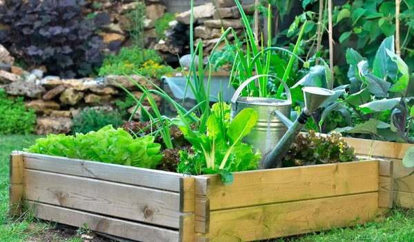 Pourquoi utiliser un bac potager pour un jardin d'intérieur ?