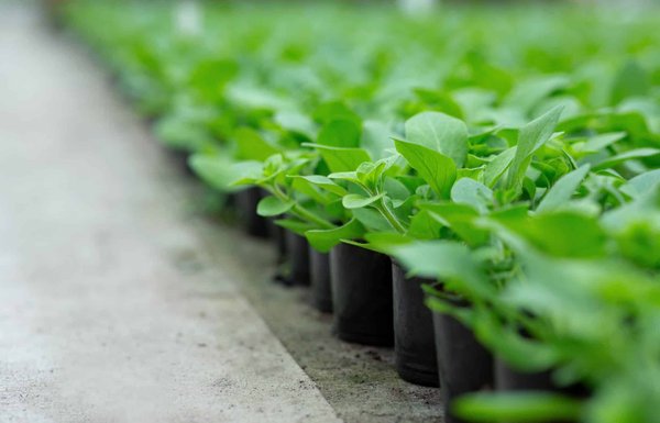 comment cultiver des plantes aromatiques en intérieur pour une utilisation toute l'année