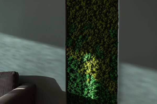 Mur végétal intérieur : quelques conseils pratiques à savoir