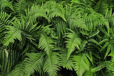 Choix des plantes de bassin filtrantes : Voici tout ce qu'il faut savoir.