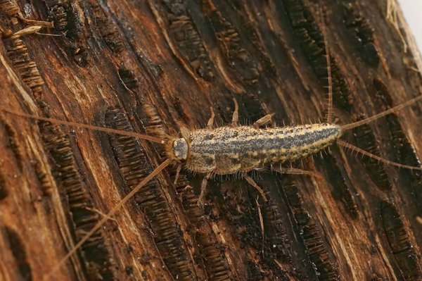 7 méthodes naturelles pour se débarrasser des poissons d'argent